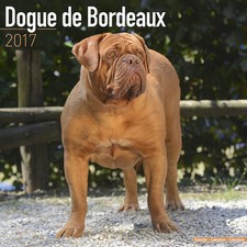 Calendrier 2017 - DOGUE DE BORDEAUX