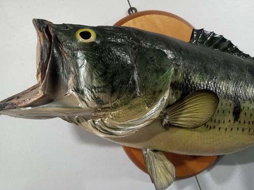 Incredible 23 Inch Largemouth Bass Taxidermy Mount Real Skin 1970s VTG