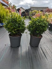  2 x Buxus Sempervirens Box Ball Garden Patio Hardy Shrub 2L Potted Plant