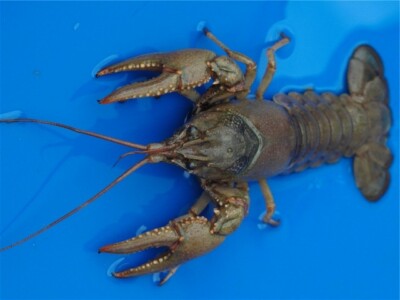 Wholesalekoifarm Live Crayfish Crawfish Ebay