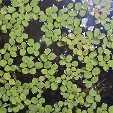 24 Live water spangles Floating Aquarium Plant, Freshwater Tropical, Beginner