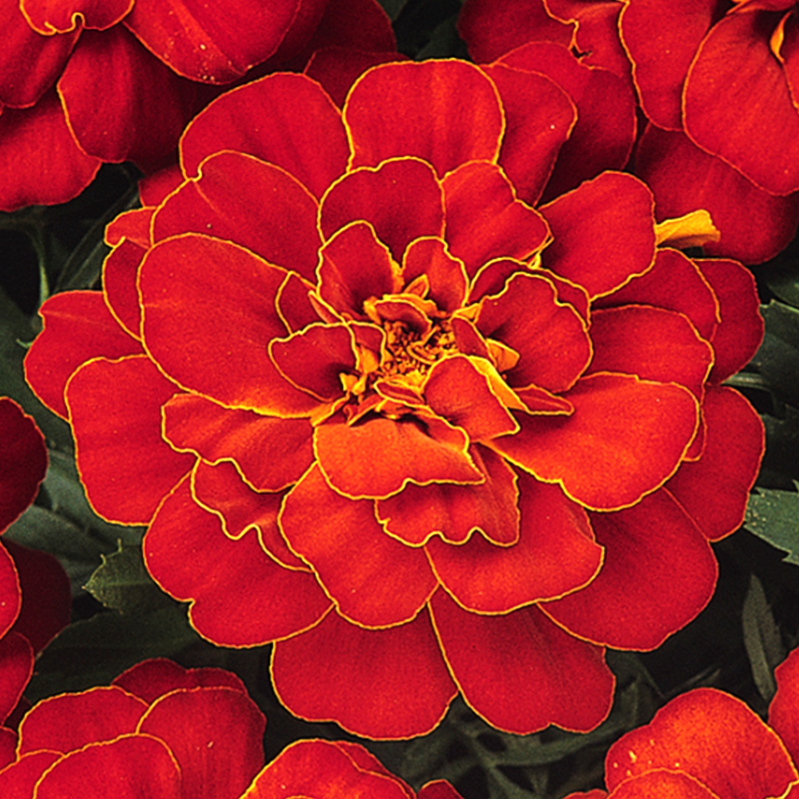 Marigold French Durango Red | Colourful Flowering Bedding Garden Plants 6 Pack