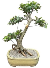 Chinese Elm Bonsai Tree Exposed Roots Tiered Branching Ulmus Parvifolia 18"H