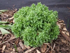 Basil Spicy Globe Great Garden Herb by Seed Kingdom BULK 1 Lb Seeds