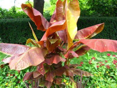 Musa Siam Ruby - rote Palawan Banane - Pflanze 15-25cm - Bananenbaum selten  | eBay.de