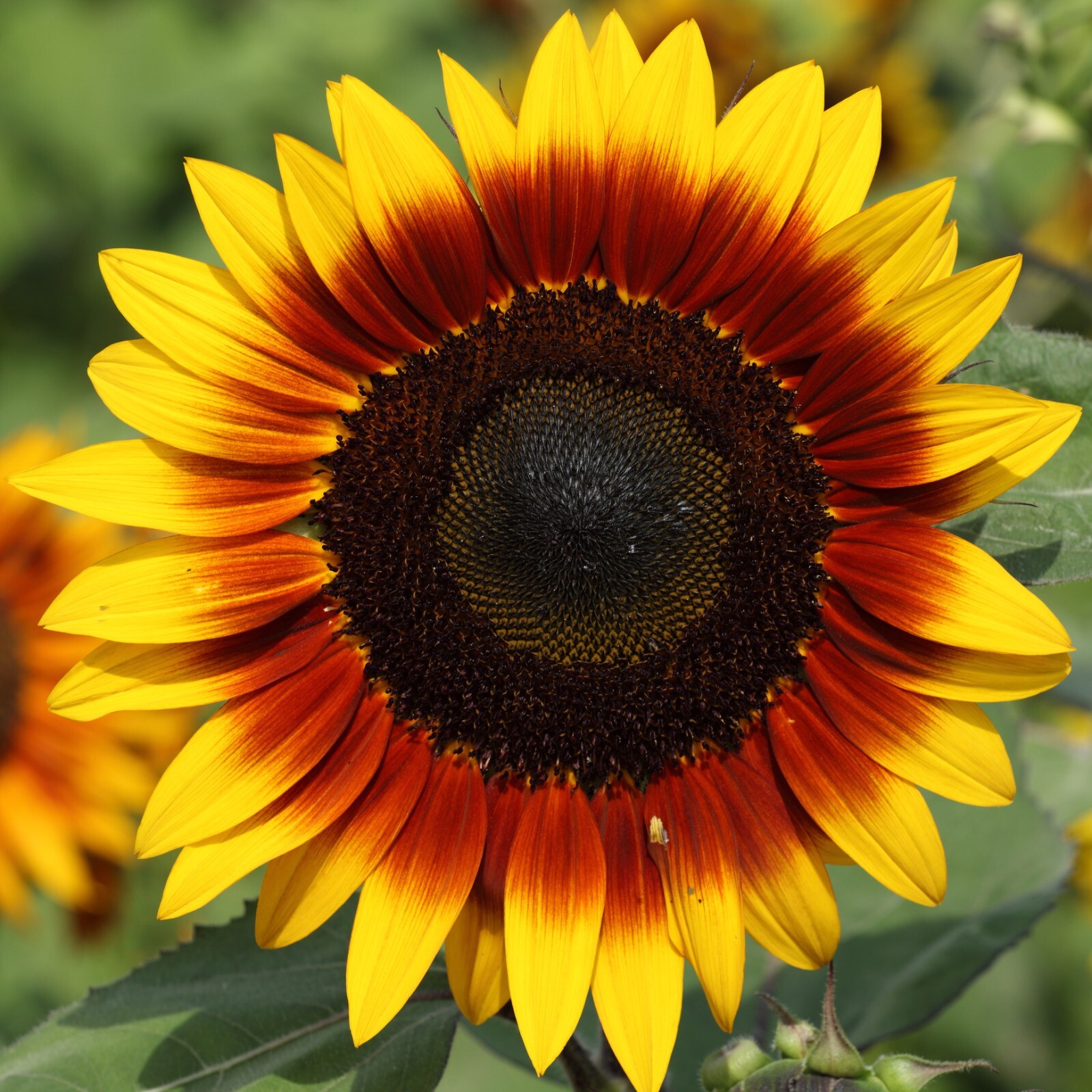 Sunflower Seeds - Huge Selection of Varieties