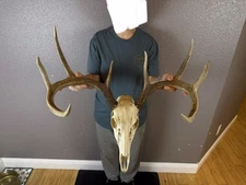 Big European REAL Skull Whitetail Deer Antler Set Wild Idaho Horns Mount 4x4