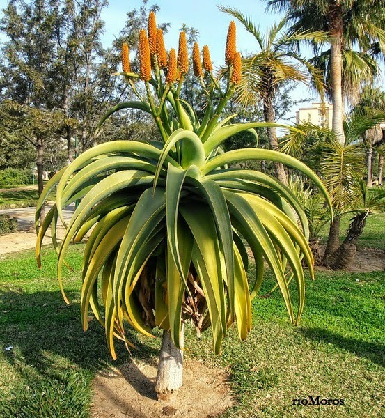 Aloe Ferox X Thraskii Hybrid 100 Seeds
