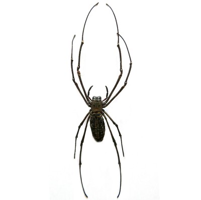 Nephila maculata orb weaver spider Malaysia unmounted packaged