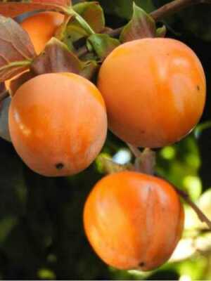 Albero Di Kaki Mela - Pianta Da Frutto Innestata In Vaso 16cm | Altezza 140-170cm | Produzione Frutti Dolci - Foto 7