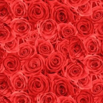 Red Roses  Beauty Fabric Timeless Treasures   By the Yard 