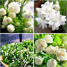 100 Climbing Jasmine Flower Seeds for Planting-Non-Gmo Jasmine Gardenia Plant