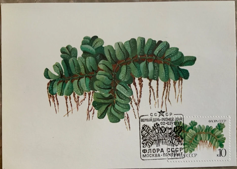 Russia USSR 1987, Sc# 5572-5576 flowering ferns Maximum cards - Image 2 of 4