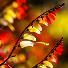 Firecracker Vine Seeds - For 2025 Planting Ipomoea Lobata Fire Vine Spanish Flag