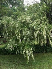 White Wedding Veil Bush/Tree/Shrub Smells Wonderful! 50 + Seeds USA  Home Grown