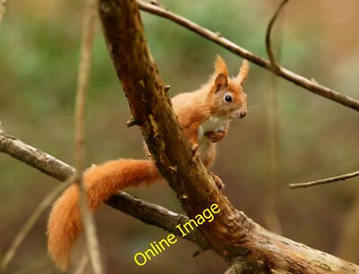 Foto 12x8 On Lookout Sandown At the Alverstone Mead Nature Reserve, the s c2012