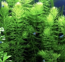 5 Pack Hornwort Bundle Live Aquarium Plants