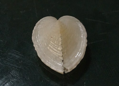 Corculum Cardissa 23.2 mm F+++ , nice COLOR, TINY gorgeous heart beauty WOW! - Foto 1 di 5
