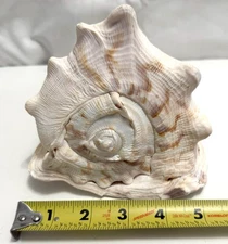 Conch Shell LARGE Horned Queen Helmet Tiger Stripe Natural Seashell Specimen 7"