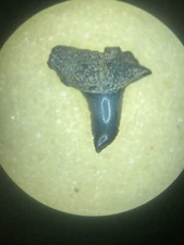 Pathological Fossil Blacktip Shark Carcharhinus Limbatus Tooth Indonesia 