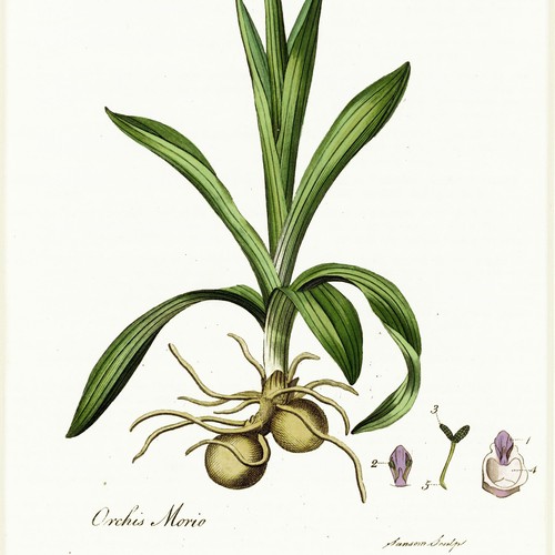 Rare 1818 CURTIS FLORA LONDINENSIS MATTED Hand-Colored Folio Engraving, ORCHID - Picture 6 of 7