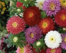 CHINA  ASTER POWDERPUFF MIX FLOWER SEEDS FREE SHIPPING 50 FRESH SEEDS 