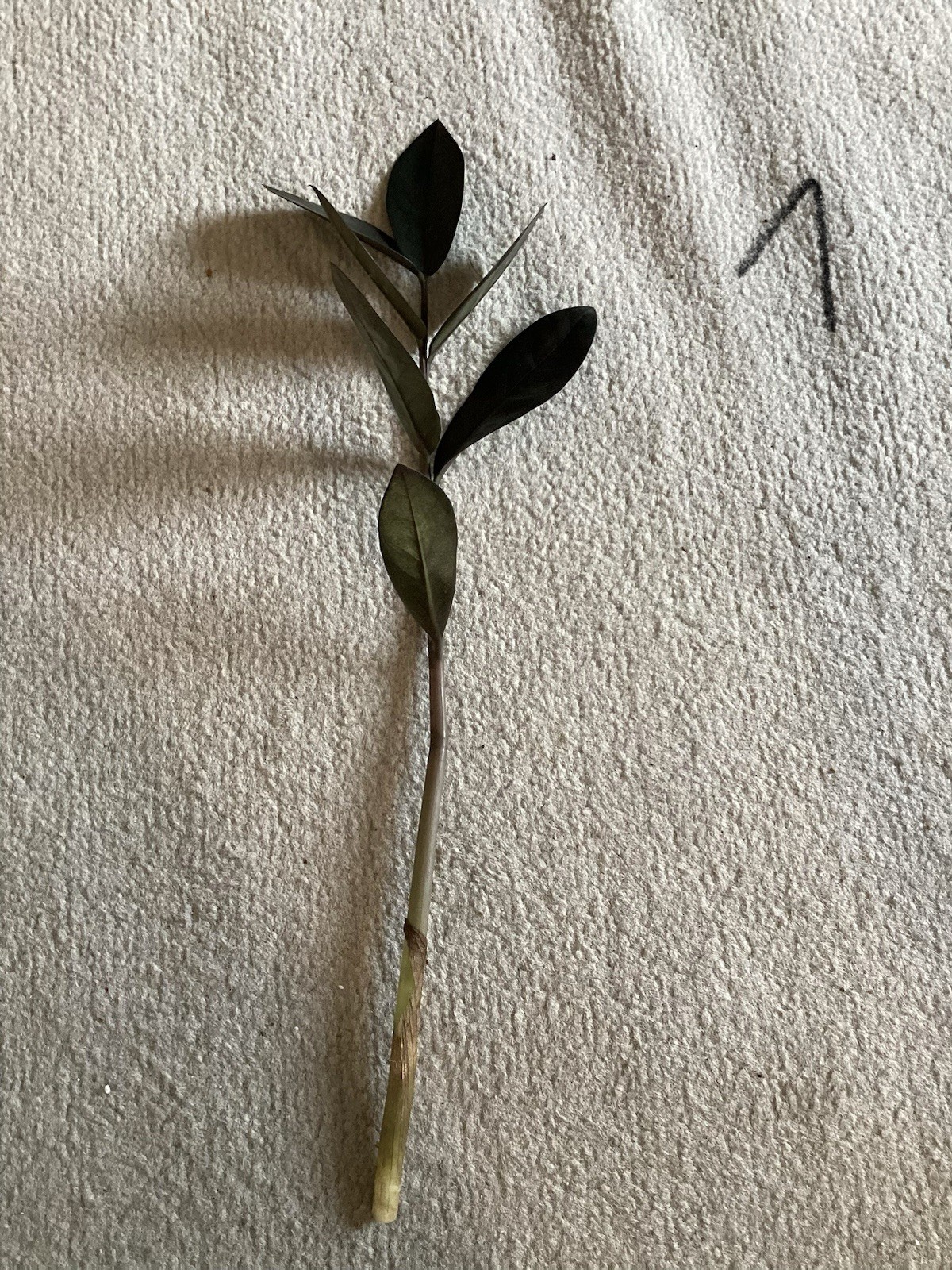 Zamioculcas zamiifolia Raven, Schwarze Glücksfeder, Unbewurzelte Ableger