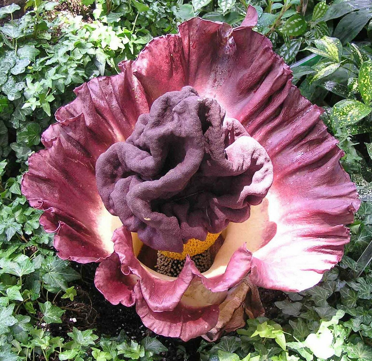 Amorphophallus paeoniifolius, Elephant Foot Yam - 100 Sementes | eBay