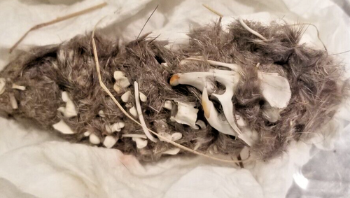 Owl Pellet 2-22-25 Ct. + Free New Tweezers For You! Oven Sterilized