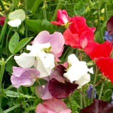 Royal Mix Sweet Pea Seeds  | NON-GMO | Heirloom | Fresh Garden Seeds