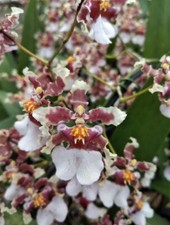 Onc. Ruth's Rainbow 'Over The Rainbow' Live Orchid 4 inch pots Blooming Siz 1B15