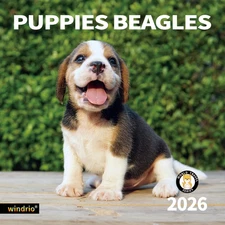 2026 Wall Calendar Beagle Puppies Nov 2025–Dec 2026, 12" x 24"