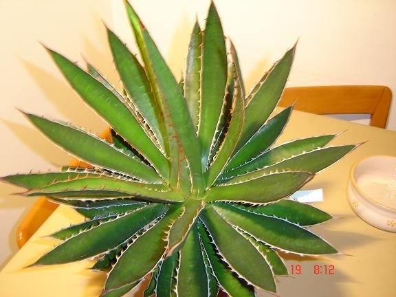 MENDOZA AGAVE (Agave garciae-mendozae) 10 seeds | eBay Australia