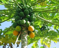 Papaya (Solo Hawaiian) Tropical  Fruit Tree