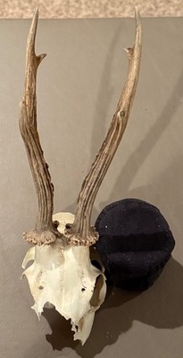 Antique Vintage Roe Deer Antler Skull 6 Points Old Europe