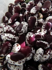 Giant Red Tarka  - very early and vigorous bush bean