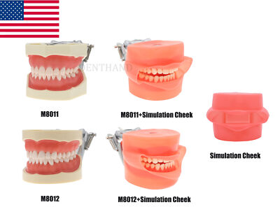US Dental Typodont Teeth Practise Model Kilgore NISSIN 200/500 Type Removable