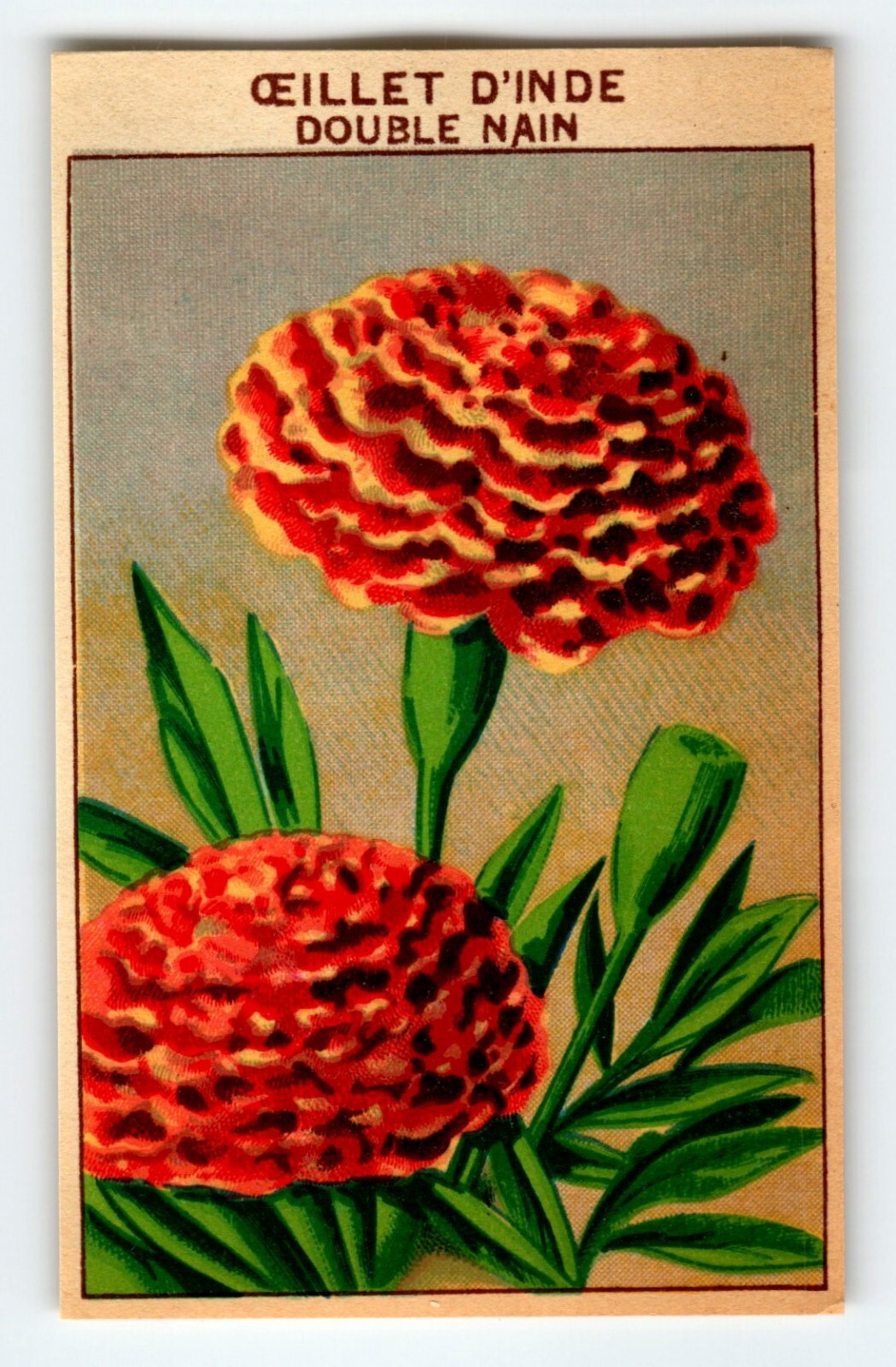 1920's Flower Art Print OEILLET D'INDE Lithograph Original Made For Seed Pack