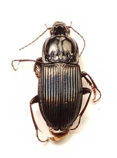 Ground Beetle: Pterostichus permundus (Carabidae) USA Coleoptera