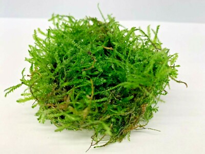Stachelmoos 5g lebend Aquarium tropische Teichpflanze Oxygenator verbessert die Wasserqualität