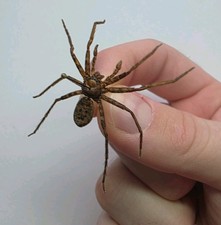 Real Handset Spider. Spread Specimen. Indonesia SP Entomology Collectible.
