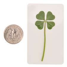 Real 4 Four Leaf Clover Irish Good Luck Charms Lucky Amulet Fortune Coated M 1"