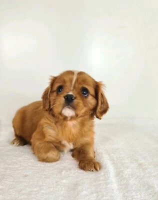 king charles cavalier puppies for sale gumtree