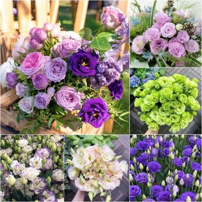1000+ Double Lisianthus Seeds for Planting - Annual Lisianthus Flower  Non-GMO... | eBay