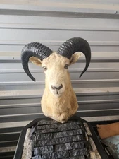 Aoudad / Barbery sheep shoulder mount. Taxidermy 