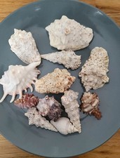 Seashells Mixed Lot of 12 Various Sizes Beach Decor