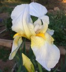 Tall Bearded Iris Rhizome "GUDRUN"  Katherine Dykes  1930  AWARD WINNER! — photo 5