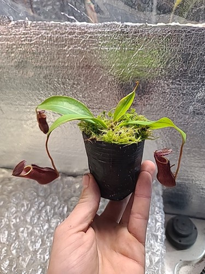 #ad nepenthes Bosch X Lowii X Camp $30.00