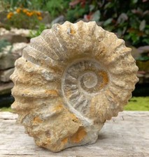 Large Fossil Ammonite Mantelliceras Cretaceous Morocco 130mm Freestanding 
