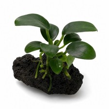 Anubias Nana on Lava Rock Live Aquarium Plant Low Light Freshwater Easy Care